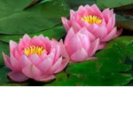 f4iry fleur
