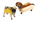 dog dog team dog