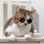 mmmm cats official
