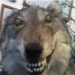 ALPHAWÖLFEE