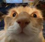 Ｌｉｔｔｌｅ Ｌｉｅｓ 猿ナを