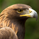 Eagles123