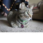 The Kitty Club!
