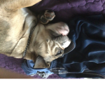 Bulldog bear club