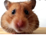 Hamster gang 2.0