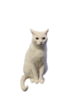 Korose