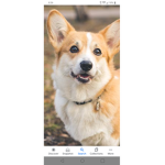 Corgie squad