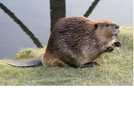 The Savage Beavers