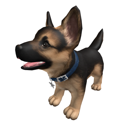 Little Shepherd puppy with a blue collar