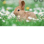 Bunny gang girly
