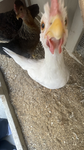DVRKBIRDS