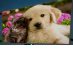 We like dogs and cats.