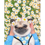 ~Aesthetic ~Pugs~