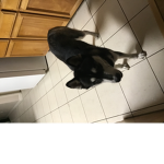 Dog are cool group