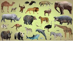 #Animal Squad