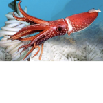 Mad squid army
