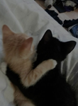 Coconutnyy