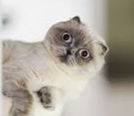~Cat Sqad~
