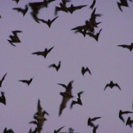 little bat fan club シ