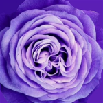 ~SydVids Little Flowers~