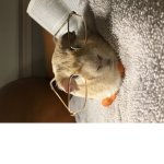 Guineas4life