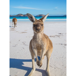 Kangaroo team group