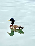 Mekkeor