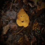 fourleaf
