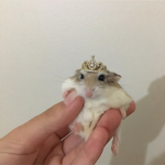 hamptini
