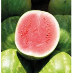Hello melon