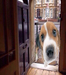 let that beagle in