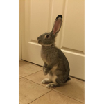 Bunny and.cat lovers