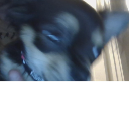 vibe with the doggo