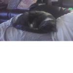CATS ARE CUTEEE