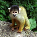the completely and totaly random club of monkeys