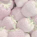 strawb3rrii