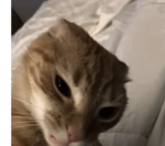 the boring cats