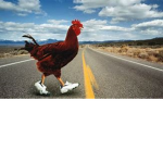 chickens games
