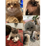 King Cat Club