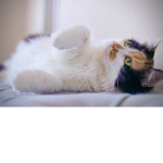Calico YT fan club!