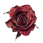 Thorns Beneath Royalty