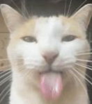 GlitchCat Collective
