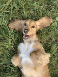 Gruppo_per gli _amanti dei_cani