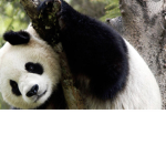 Coco’s pandas <3