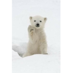 Polar Store