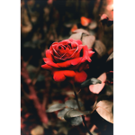 i.Roses