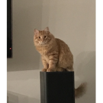 Team CHARLIE le chat
