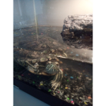 love reptiles
