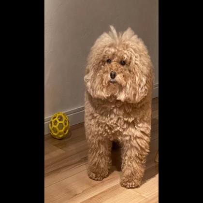 sus dog Roblox decal