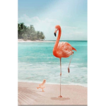 Flamingo_p.i.n.k